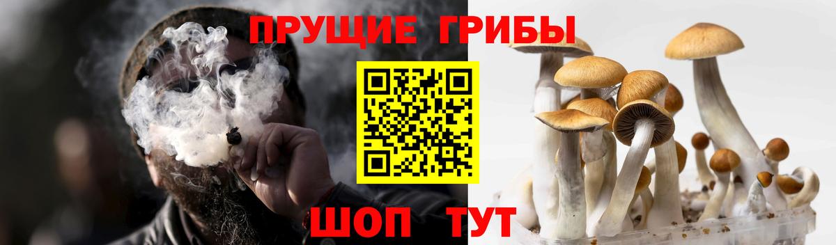 Псилоцибиновые грибы Psilocybine cubensis Белово